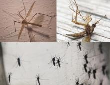 К чему снится стая комаров напала
